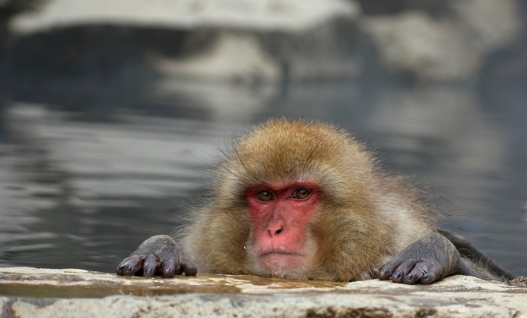 f:id:mimi_shiro:20190201012207j:plain